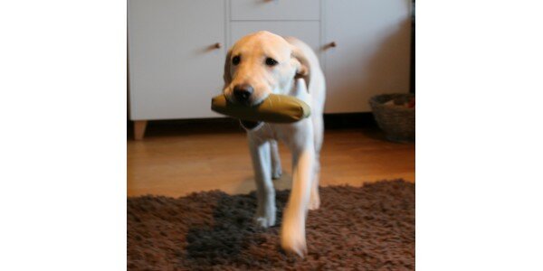 Kelpo Kepo pentudami